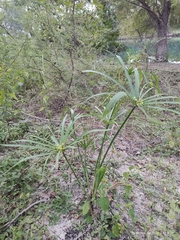 Cyperus alternifolius