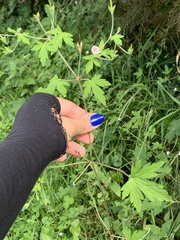Geranium thunbergii