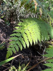 Microlepia speluncae