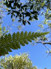 Microlepia speluncae