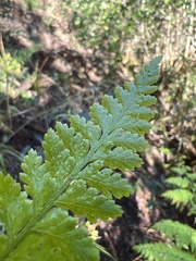 Microlepia speluncae