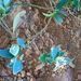 Stenocarpus umbellifer - Photo 由 juju98 所上傳的 (c) juju98，保留部份權利CC BY-NC