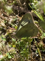 Colias vauthierii
