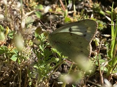Colias vauthierii