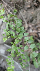 Spiraea prunifolia pseudoprunifolia