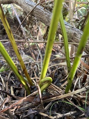 Microlepia speluncae