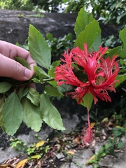 Hibiscus schizopetalus
