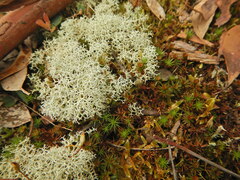Cladonia confusa