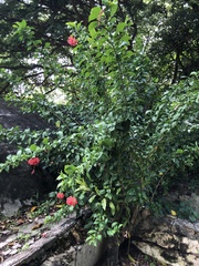 Hibiscus schizopetalus