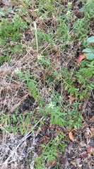 Baccharis plummerae plummerae