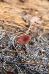 Cortinarius sanguineus