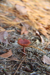 Cortinarius sanguineus