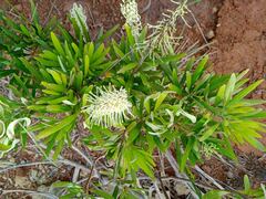 Grevillea exul