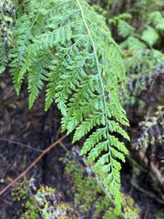 Microlepia speluncae