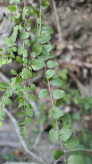Spiraea prunifolia pseudoprunifolia