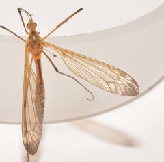 Tipula apicalis