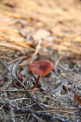 Cortinarius sanguineus
