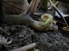 Microlepia speluncae