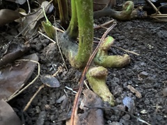 Microlepia speluncae