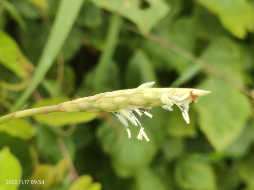 Ischaemum muticum iNat (1)