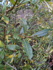 Salix lasiolepis