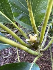 Persea americana