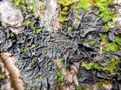 Collema subflaccidum
