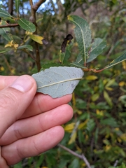 Salix lasiolepis