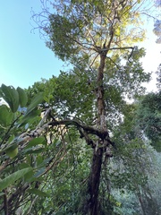 Persea americana