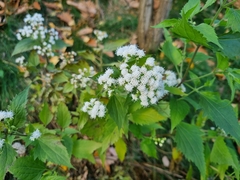 Ageratina altissima