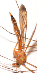 Tipula apicalis