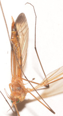 Tipula apicalis