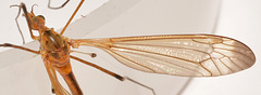 Tipula apicalis