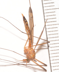 Tipula apicalis