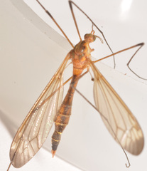 Tipula apicalis