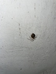 Parasteatoda tepidariorum