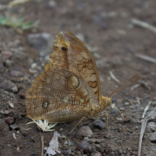 Mariposa Búho Naranja (Opsiphanes boisduvallii)