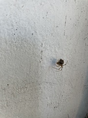 Parasteatoda tepidariorum