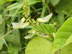 Neustanthus phaseoloides