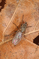 Anthomyiidae