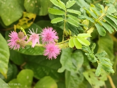 Mimosa diplotricha