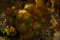 Anthozoa