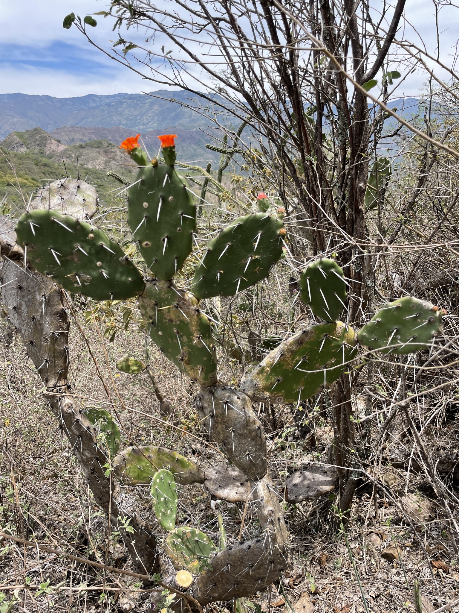 Opuntia image