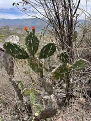 Opuntia quitensis