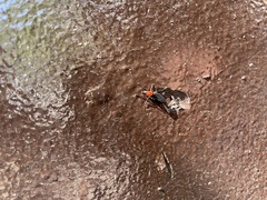 Dilophus pectoralis