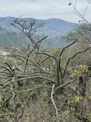Praecereus euchlorus