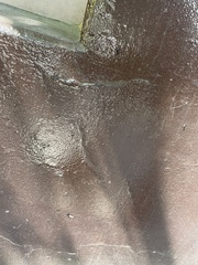 Dilophus pectoralis