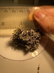 Stereocaulon sterile