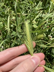 Hordeum