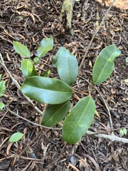 Melicope peduncularis